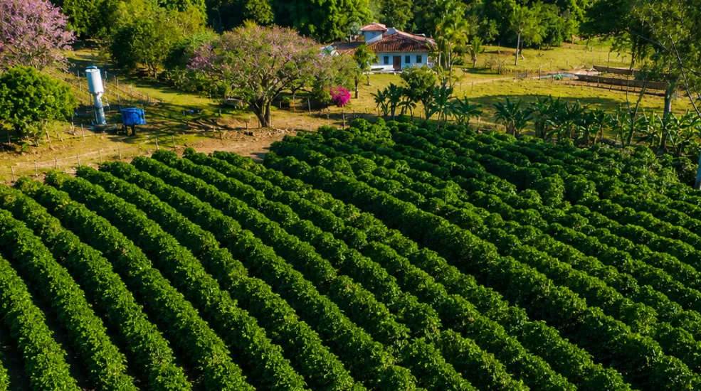 Ruas de café em curva de nível na lavoura da família, em região de altitude de Minas Gerais